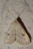 Rivula sericealis